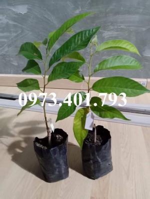 Giống cây na đỏ thái lan