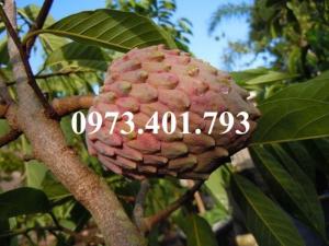 Giống cây na đỏ thái lan