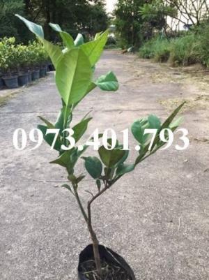 Giiống cây bưởi ruby thái lan ( bưởi hương thái)