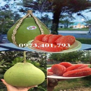 Giiống cây bưởi ruby thái lan ( bưởi hương thái)