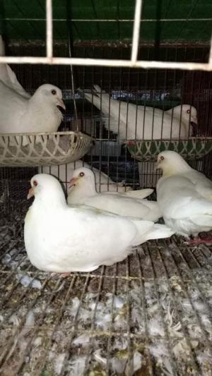 - Chim Pháp
- Đã tiêm phòng đầy đủ
Khách nào có nhu cầu có thể qua trực tiếp xem chim bồ câu , thích đôi nào bắt đôi đó - thích màu nào bắt màu đó
- Khách ko qua bắt đc trại sẽ ship đến tận địa chỉ khách cung cấp
• Chúng tôi cam đoan sẽ chọn đủ đôi, đủ cặp.
Khi bà con có nhu cầu mua chim bồ câu giống hoặc tư vấn nuôi chim bồ câu thì hãy liên hệ:
