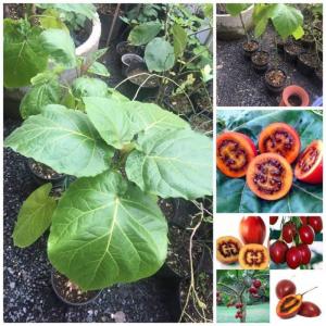 cà chua thân gỗ sai trái