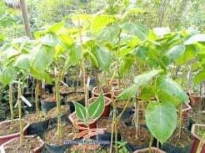cà chua thân gỗ sai trái