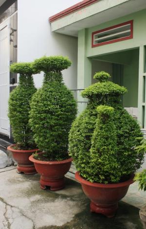 Cây mai chiếu thủy