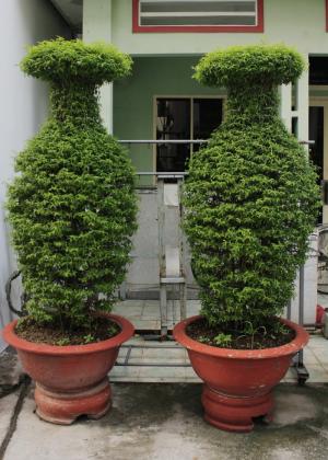 Cây mai chiếu thủy