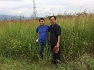 Mua bán giống cỏ Vetiver uy tín - chất lượng