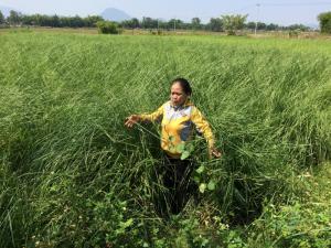 Mua bán giống cỏ Vetiver uy tín - chất lượng