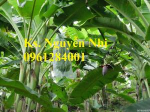 Chuyên cung cấp giống cây chuối cấy mô, chuối tiêu hồng, chuối già nam mỹ, chuối laba