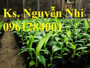 Chuyên cung cấp giống cây chuối cấy mô, chuối tiêu hồng, chuối già nam mỹ, chuối laba