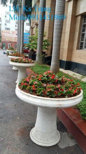 Cây hoa sen cạn- thu hải đường