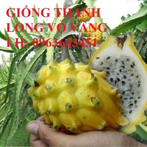 Cung cấp cây giống thanh long ruột đỏ, thanh long vỏ vàng Malaysia, uy tín, giá tốt, giao toàn quốc