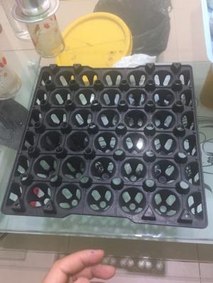 Bán buôn vỉ nhựa trứng Phú Hòa An giá rẻ