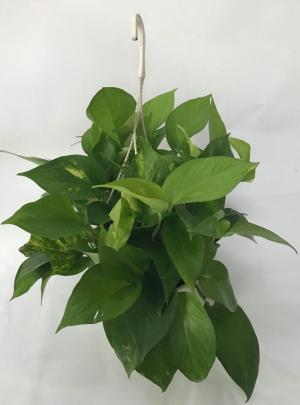 Trầu Bà Ta.
Chậu nhựa tròn, đường kính chậu 15 cm. Tán cây khoảng 40 - 60 cm