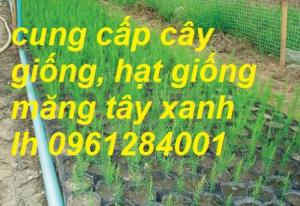 Cung cấp giống cây măng tây, măng tây xanh, hạt giống măng tây