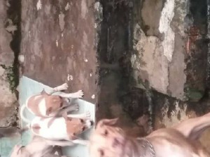 Chó con phú quốc