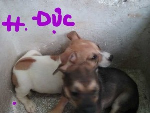 Chó con phú quốc