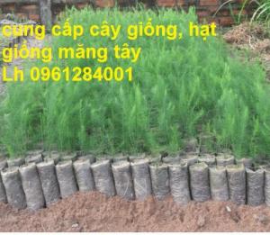 Cây giống măng tây, hạt giống măng tây, măng tây xanh, hàng loại 1, giao hàng toàn quốc