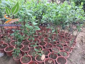 Táo ruột đỏ sai trái