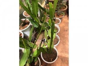 Nhật Quỳnh trắng