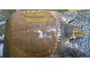 Bán cua đinh giống. Cua đinh thịt