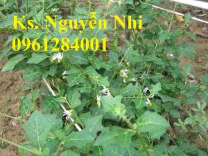 Chuyên cung cấp cây giống cà gai leo, hạt giống cà gai leo, số lượng lớn, giao hàng toàn quốc