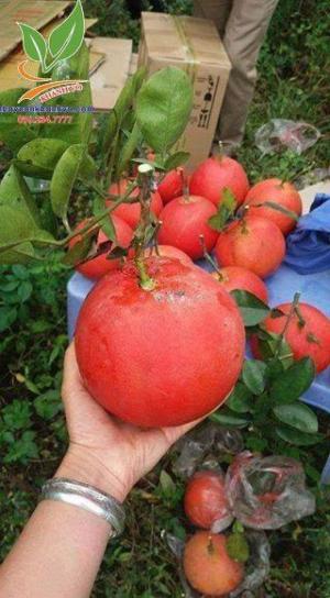 bưởi đỏ luận văn
