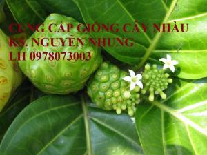 Địa chỉ uy tín cung cấp giống cây nhàu, cây nhàu, số lượng lớn, giao hàng toàn quốc