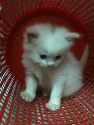 Tìm chủ mới cho 3 Bé Mèo Anh LD mắt 2 màu Xanh và Nâu