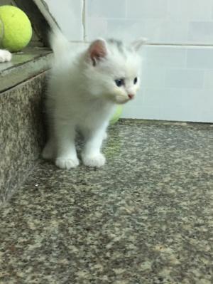 Tìm chủ mới cho 3 Bé Mèo Anh LD mắt 2 màu Xanh và Nâu