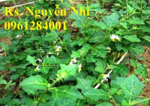 Chuyên cung cấp giống cây cà gai leo, hạt giống cà gai leo, số lượng lớn, giao hàng toàn quốc