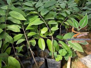 na dứa đài loan