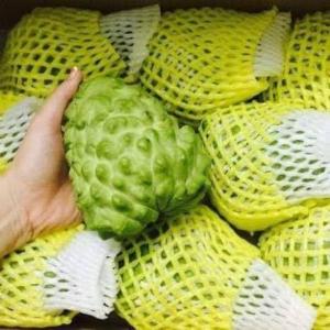 na dứa đài loan