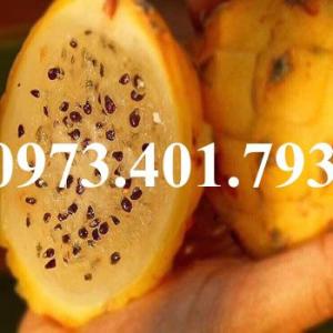 Cây Giống Thanh Long Ruột Vàng Malaysia