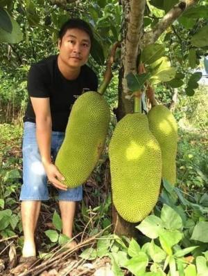 mít trái dài malaysia
