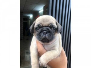 Thu Mua Chó Kiểng Tại Miền Nam