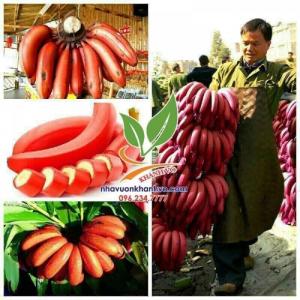 chuối đỏ dacca ngon ngọt