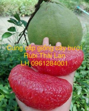 Cung cấp giống bưởi rubi thái lan, bưởi đỏ, bưởi rubi, bưởi thái lan, cây giống nhập khẩu f1