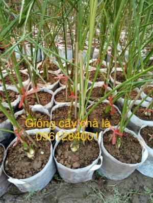Địa chỉ uy tín cung cấp giống cây chà là, chà là Thái Lan