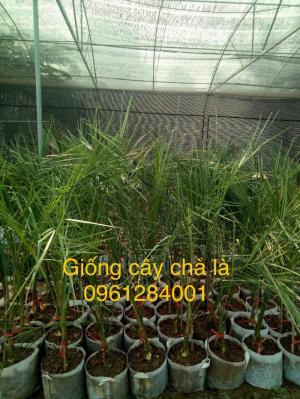 Địa chỉ uy tín cung cấp giống cây chà là, chà là Thái Lan