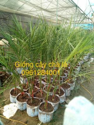 Địa chỉ uy tín cung cấp giống cây chà là, chà là Thái Lan
