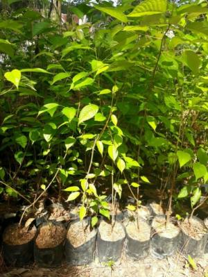 Hoa Mai Anh Đào - cây giống