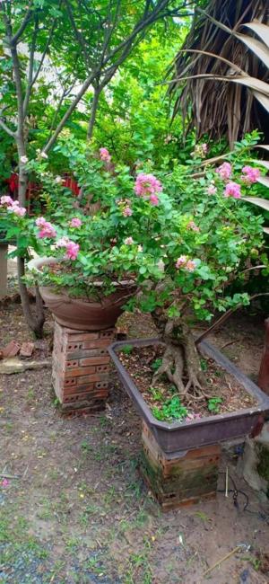 Hoa Tường Vy màu hồng bonsai đang trổ bông