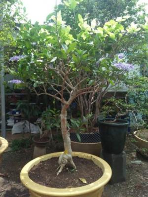 Hoa mai xanh bonsai đang trổ bông