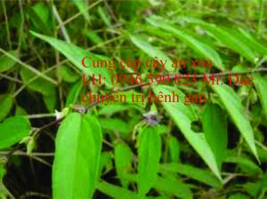 tìm đại lý để phân phối cây an xoa khô