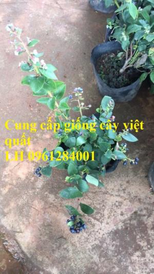 Cây giống việt quất, blueberry, cây việt quất, cây giống uy tín, chất lượng