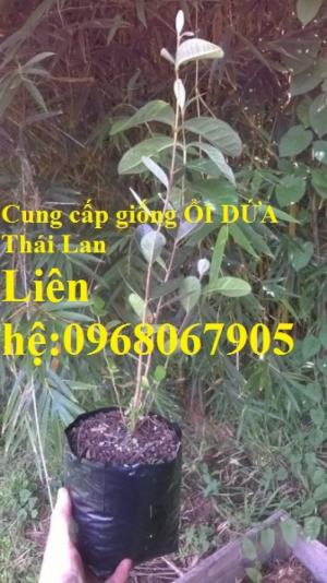 Cung cấp giống ỔI DỨA Thái Lan, Giống cây nhập khẩu trực tiếp từ Thái lan. Dòng F1