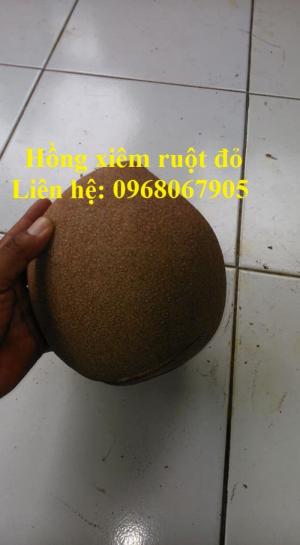 Cung cấp giống Hồng xiêm khổng lồ Thái Lan, Hồng Xiêm ruột đỏ Thái Lan. Hàng nhập khẩu F1.