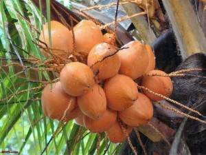Dừa xiêm đỏ