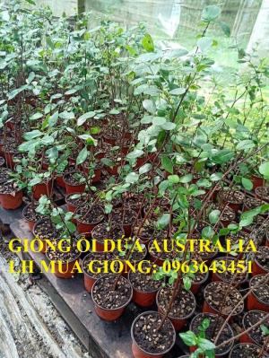 Cung cấp cây giống mới lạ: Giống ổi dứa Australia, giống cây ổi dứa Úc nhập khẩu uy tín, giá tốt