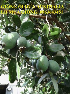Cung cấp cây giống mới lạ: Giống ổi dứa Australia, giống cây ổi dứa Úc nhập khẩu uy tín, giá tốt
